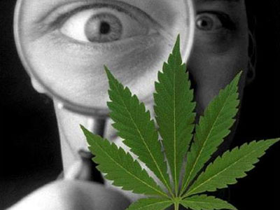 Χασίς: Πώς θα το καταλάβετε