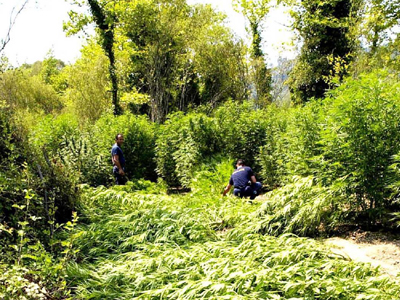 Δύο χασισοφυτείες εντοπίστηκαν στην Κρήτη