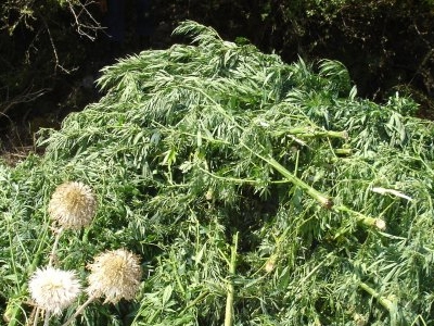 Στα… πράσα έπιασαν χασισοκαλλιεργητή στο Ρέθυμνο