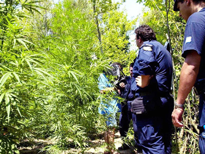 Με χασισοφυτεία ξάδελφος του Κεφαλογιάννη