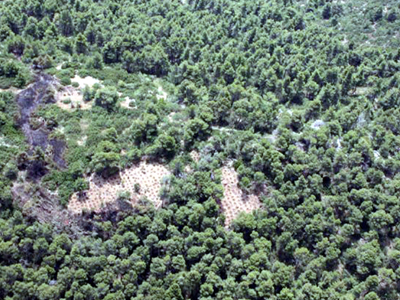 Βρέθηκε νέα χασισοφυτεία στο Ηράκλειο