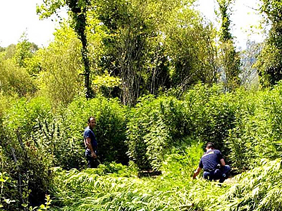 Συνταξιούχος αστυνομικός με χασισοφυτεία και εκρηκτικά