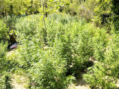 Συλλήψεις χασισοκαλλιεργητών στην Πέλλα