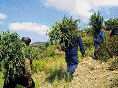 Δουλειές με… φούντες στο Ρέθυμνο