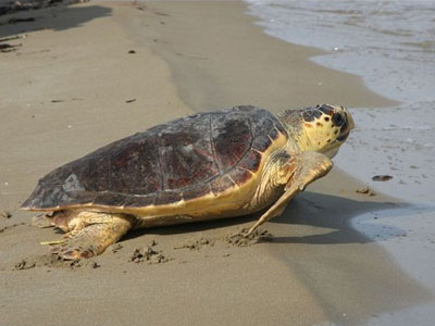 Προστατεύουν τις θαλάσσιες χελώνες στην Αλβανία