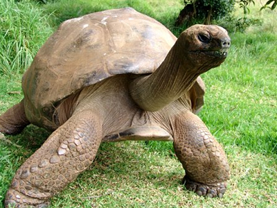 Υπεραιωνόβια … χελώνα