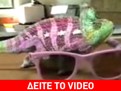 Χαμαιλέων όνομα και πράγμα!