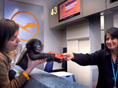 Χιμπατζής… με διαβατήριο