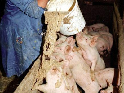 Ισχυρό πλήγμα σε χιλιάδες χοιροτροφικές επιχειρήσεις