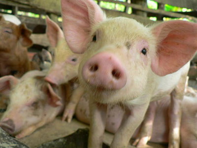 Νέα Υόρκη: Έλληνες μαθητές «χτυπήθηκαν» από τη γρίπη των χοίρων