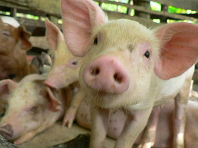 Έλληνα χοίρε, ασθενή!