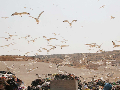 Χωματερή με νεκρά ζώα στη Λάρισα