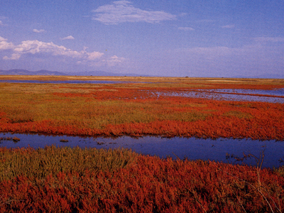 Παγκόσμια ημέρα υγροτόπων