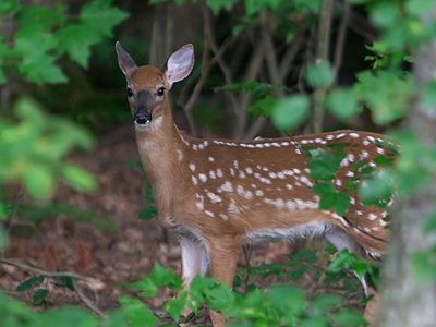Τα ζώα συρρικνώνονται