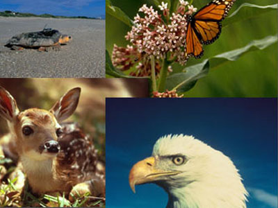 Τηλεμαραθώνιος Αγάπης για τα ζώα