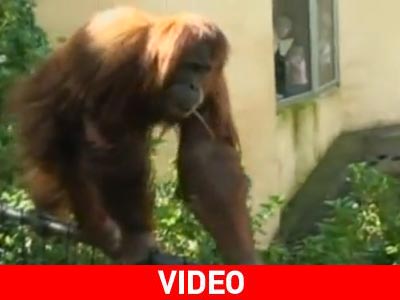 Η μεγάλη απόδραση ενός… ουραγκοτάγκου