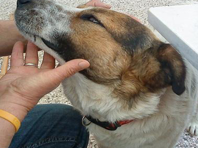 Ο Αρούλης ζητεί τη βοήθειά σας