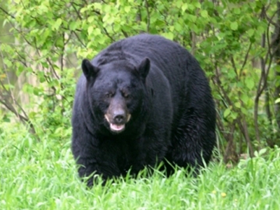 Το μυστικό της αυτοθεραπείας «κρατά» η μαύρη αρκούδα