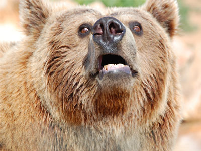 Τρία εκατομμύρια ευρώ για να μη φάει η αρκούδα το μέλι…