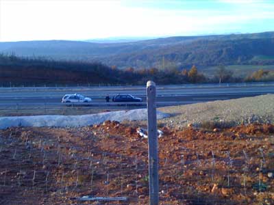 Αρκούδα με το μικρό της παγιδεύτηκε στην Εγνατία