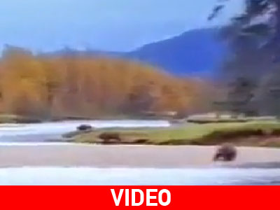 Αρκούδα εναντίον ψαρά!