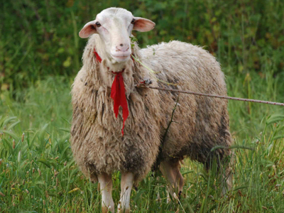 Άρχισαν οι ελληνοποιήσεις