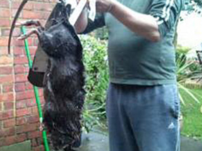 Ανησυχία από γιγάντιους αρουραίους στη Βρετανία