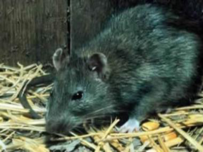 Ποντίκια τού έφαγαν τα χρήματα!