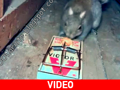 Σκίουρος καμικάζι!