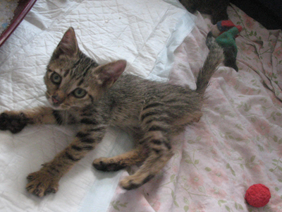 Ποιος θα νοιαστεί για τον Αρθούρο;