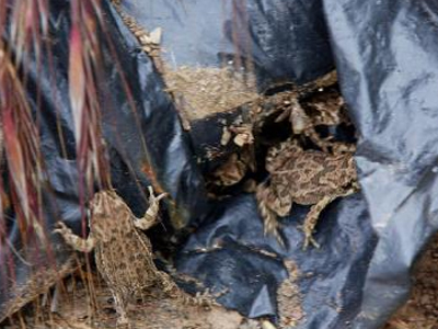 Καθησυχαστική ανακοίνωση για τα βατράχια της Κορώνειας