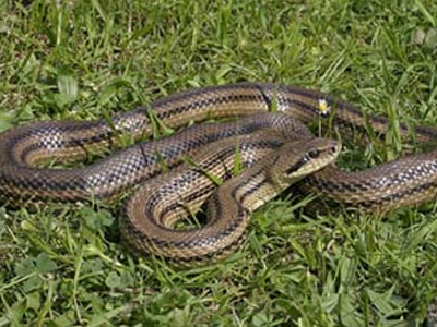 Μας έζωσαν τα φίδια…