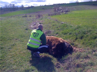 Νεκρή αρκούδα στην Κοζάνη