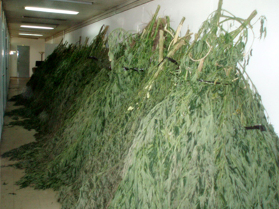 Μπαξές με 428 δενδρύλλια κάνναβης