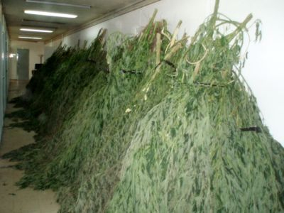 Χιλιάδες δενδρύλλια κάνναβης στη Θεσσαλονίκη