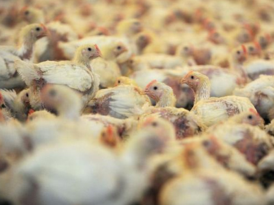 Αχαΐα: Έκρυβε λαθραία τσιγάρα σε… εκτροφείο πουλερικών