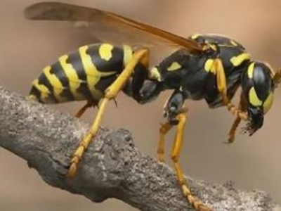 Μεσολόγγι: Νεκρός μετά από τσίμπημα μέλισσας