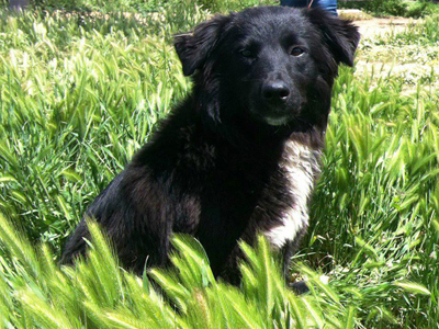 Η γλυκιά Nicole ψάχνει σπίτι!