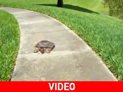 Η πιο γρήγορη χελώνα του κόσμου