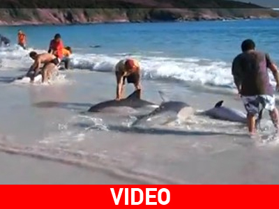 Τριάντα δελφίνια έχασαν τον προσανατολισμό τους Τριάντα δελφίνια έχασαν τον προσανατολισμό τους