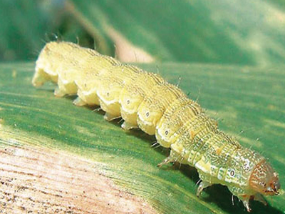 Ευρεία σύσκεψη για το πράσινο σκουλήκι στο Βόλο