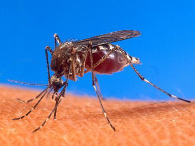 Δεκαέξι τα κρούσματα εγκεφαλίτιδας