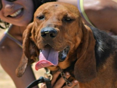 O Attilas αναζητεί οικογένεια