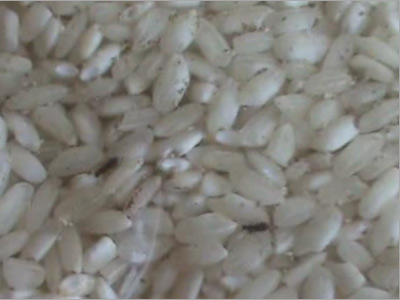 Τα «μαμούνια»… ξαναχτύπησαν