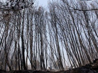 Υπό έλεγχο η φωτιά στη Μαγνησία – Έρχεται το πόρισμα για το ολοκαύτωμα