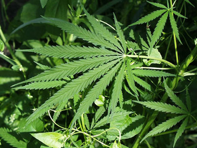 Συλλήψεις για κατοχή ναρκωτικών