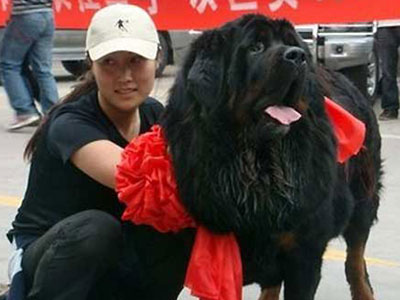 Υποδοχή V.I.P σε σκύλο αξίας 400.000 ευρώ