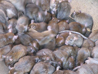 Υπερβάλλων ζήλος των «τρωκτικών»