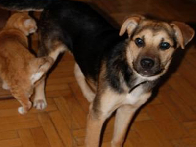 Νίο, ένας σκύλος με όρεξη για ζωή!