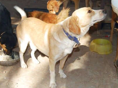 Μια παρέα για τον Bungee